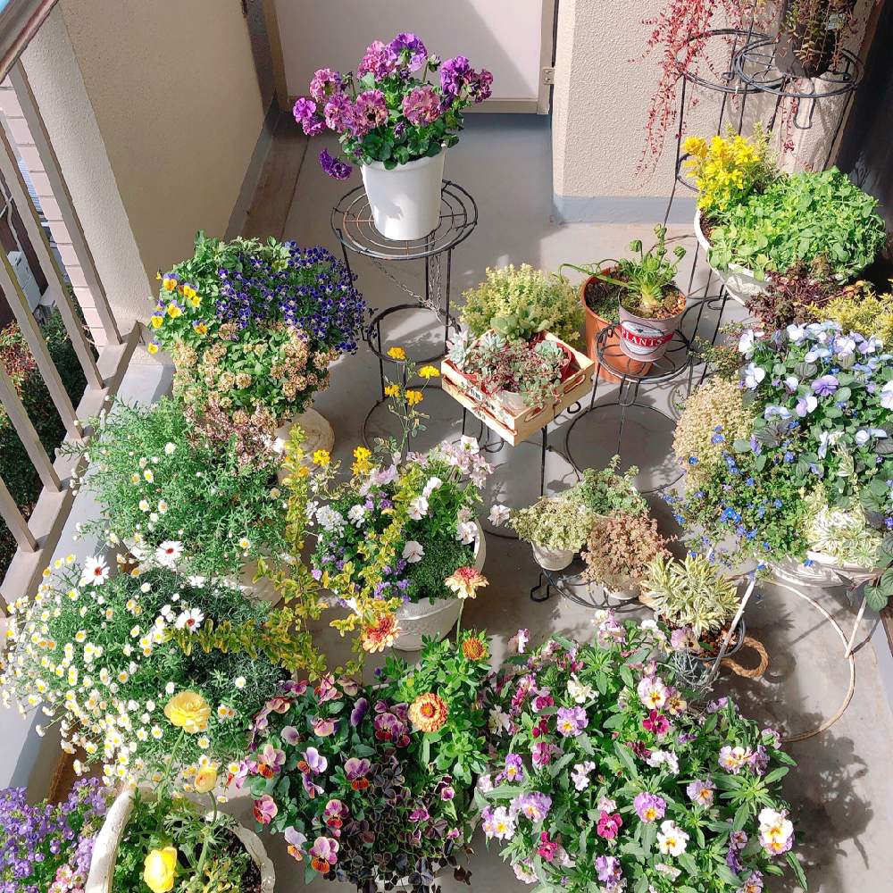 バルコニー ベランダの投稿画像 By 24nonnonさん 多肉植物とビオラ パンジーと寄せ植えとベランダガーデニングと花かんざし と花のある暮らしと多肉植物とビオラ パンジーと寄せ植えとベランダガーデニングと花かんざし と花のある暮らし 月3月9日