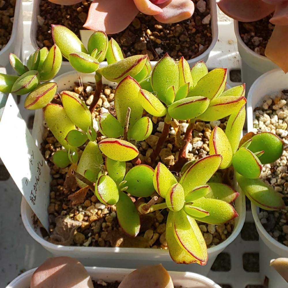 サボテン多肉植物の小苗アソートセットWーS（棘なし） 寄せ