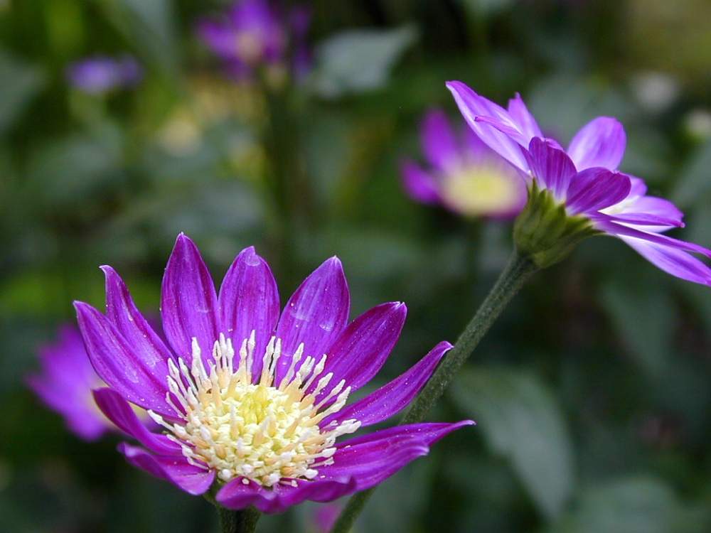 ミヤコワスレの投稿画像 By Hiroshiさん ミヤコワスレ 江戸紫と春のお花と紫色の花と今日のお花とキク科と今日の花と花のある暮らし 月3月9日 Greensnap グリーンスナップ