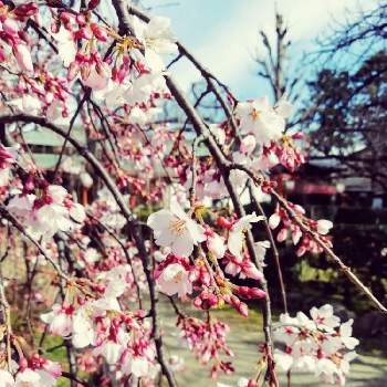 散歩で出会った花たちの画像 by mom.sさん | お出かけ先と枝垂れ桜♡と散歩で出会った花たちと近くのお寺さんと花のある暮らしと快晴☀️