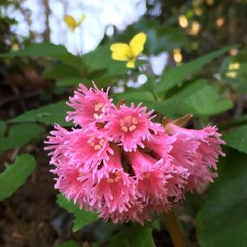 イワカガミの花の投稿画像一覧 Greensnap グリーンスナップ