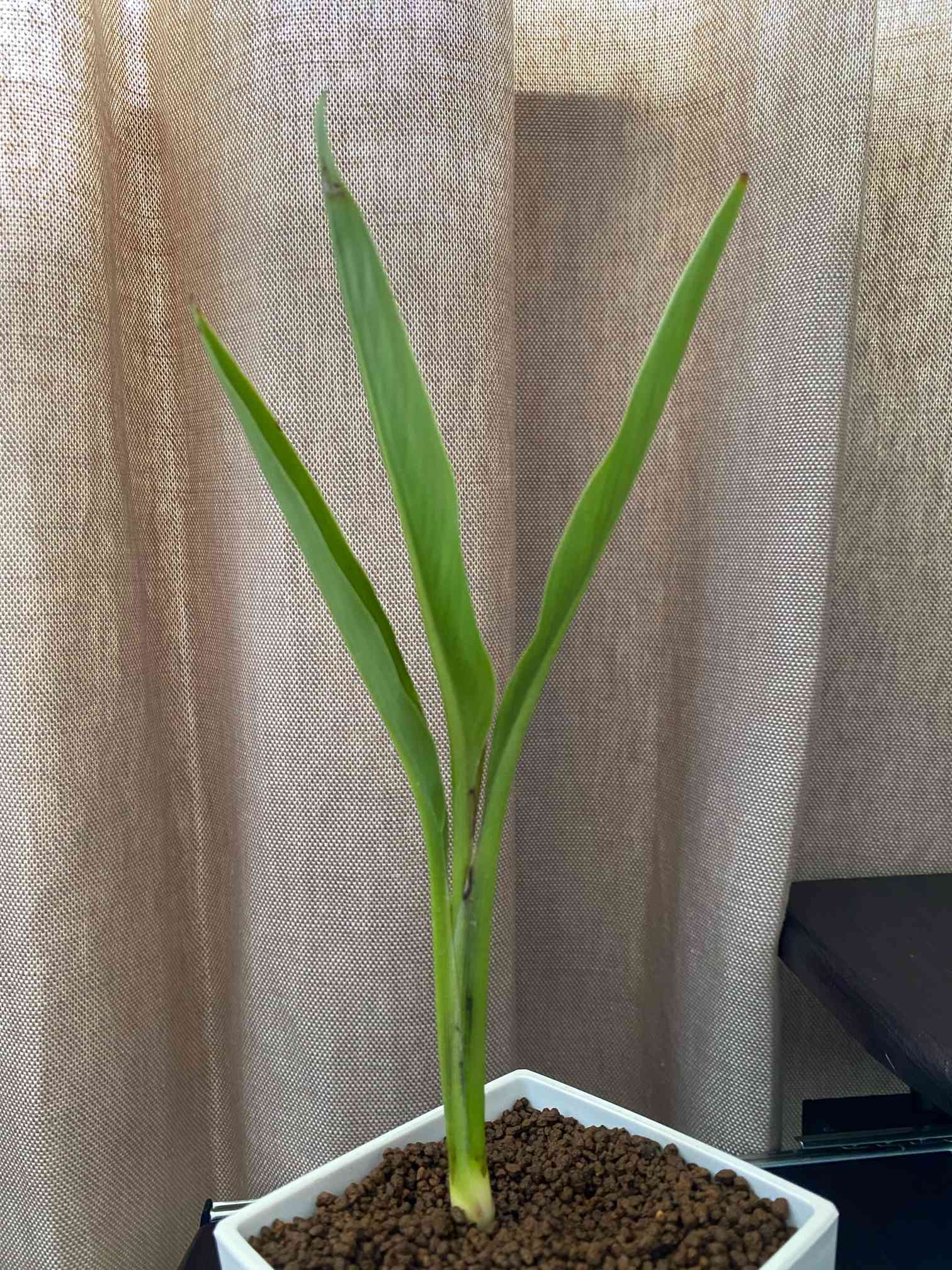 タビビトノキ｜🍀GreenSnap（グリーンスナップ）