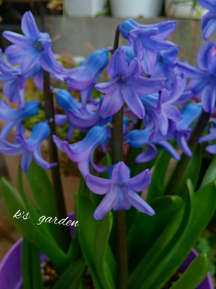ローマンヒヤシンスの投稿画像 By Kikorinさん 好きな花と好きな色と咲いてくれてありがとう とお気に入り と癒しの香り と鉢植えと花のある暮らし 月3月9日 Greensnap グリーンスナップ