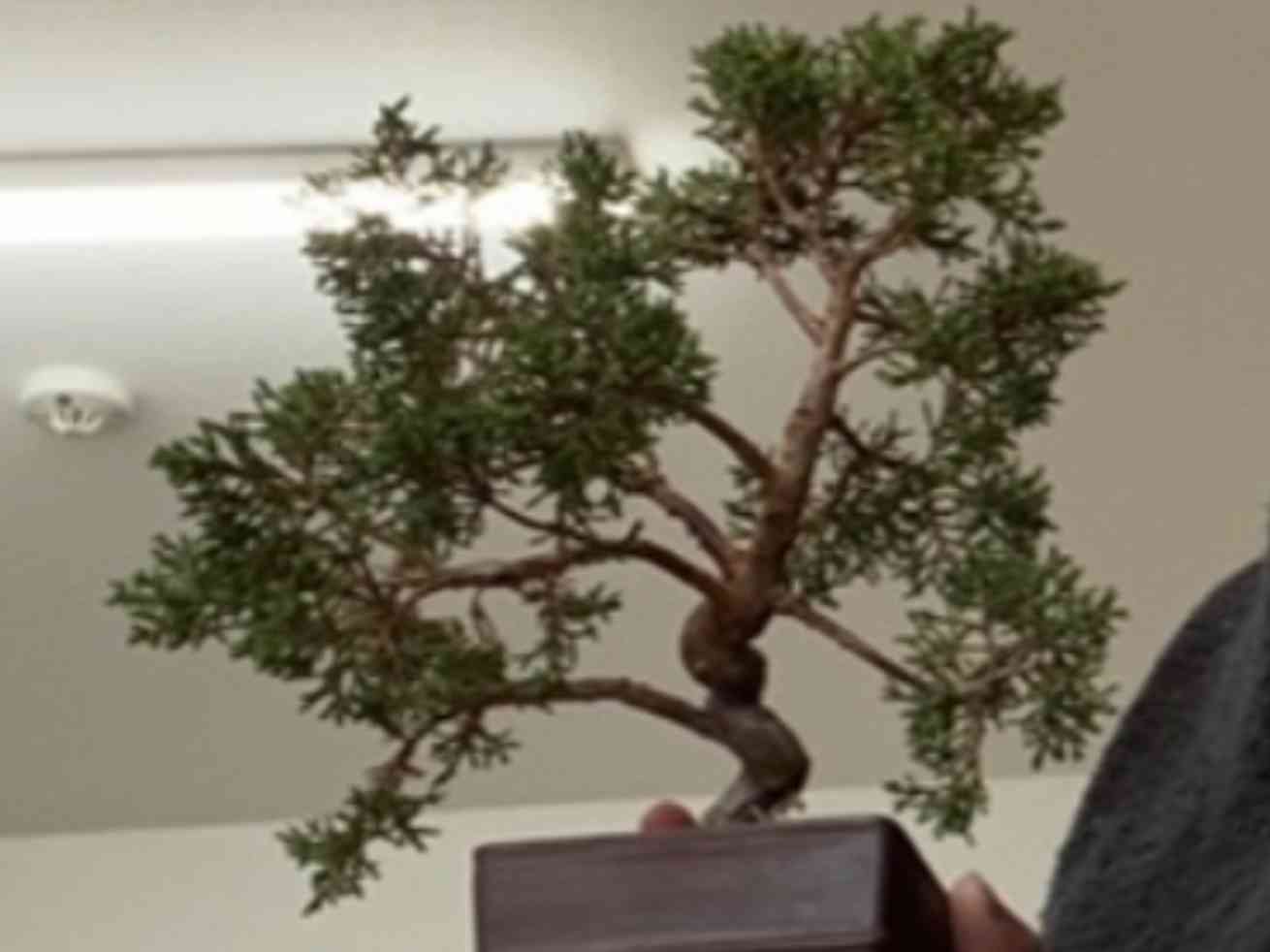 盆栽【真柏】｜🍀GreenSnap（グリーンスナップ）