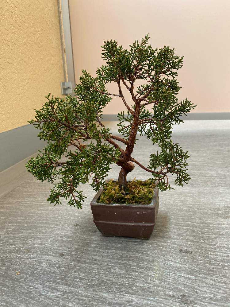 盆栽【真柏】｜🍀GreenSnap（グリーンスナップ）