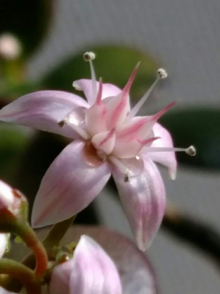 金の成る木の花の蜜の投稿画像 By Hajimeさん 花と緑と孫が好きと春近い 信州と花の蜜と花のある暮らしとスマホで撮影とｇｓ初心者 月3月9日 Greensnap グリーンスナップ