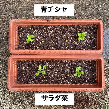 岡山サラダ菜の投稿画像一覧 Greensnap グリーンスナップ