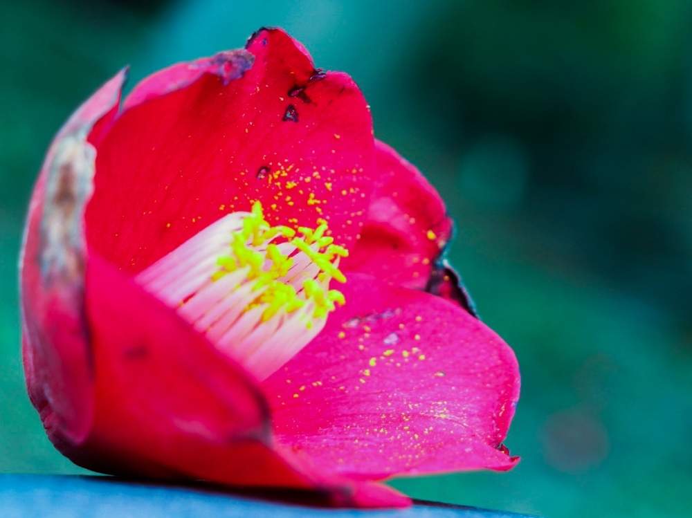 一眼レフの投稿画像 By さくちゃんさん つばきの花 月3月9日 Greensnap グリーンスナップ