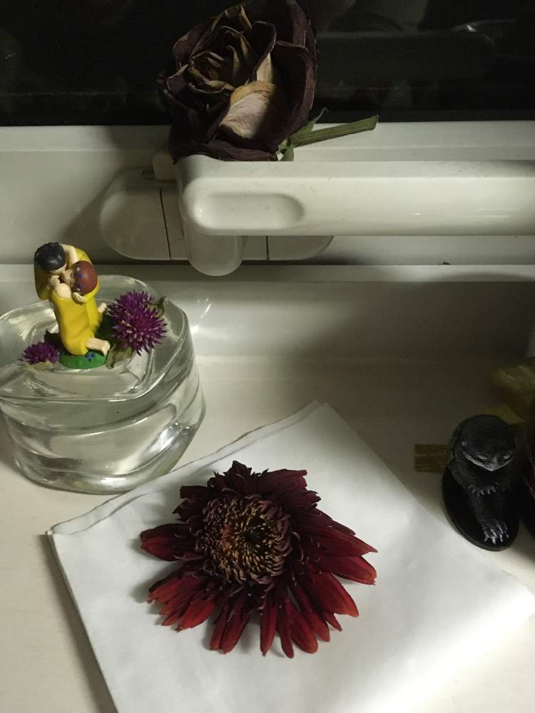ガーベラの投稿画像 By ジョーイさん 花のある暮らしと愛しい植物と素晴らしいフォルムと枯れた花さえも 月3月9日 Greensnap グリーンスナップ