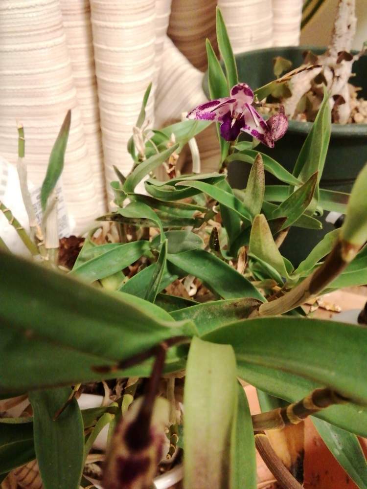 デンドロビウム キンギアナムの投稿画像 By ハゲッサンスさん デンドロビウム キンギアナム レッドスプラッシュと森水木のラン屋さんと洋蘭とガンダムと デンドロビウム 洋ランと洋らん 月3月9日 Greensnap グリーンスナップ