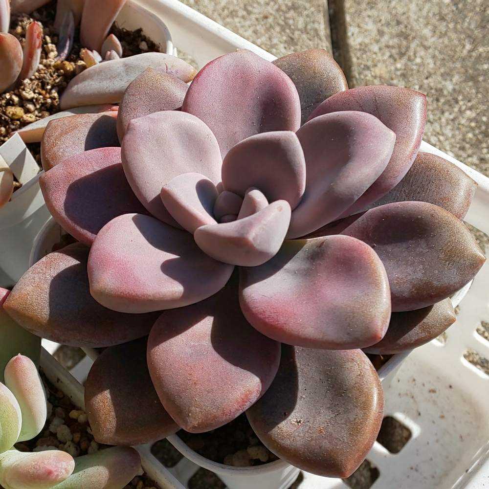 286 ムラサキの生長記録 2022.05.15更新｜🍀GreenSnap（グリーンスナップ）