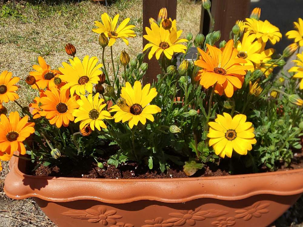 でぃもるふぉせかの投稿画像 By Keiryさん 花のある暮らしと華やぐお花 ととても癒される 月3月9日 Greensnap グリーンスナップ