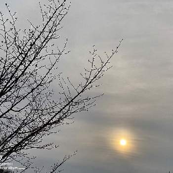 花水木*の画像 by tamagomen. nara.1964さん | iPhone11ProMaxと気温13℃と曇りと雲隠る太陽と奈良県奈良市と午後の空と花水木*