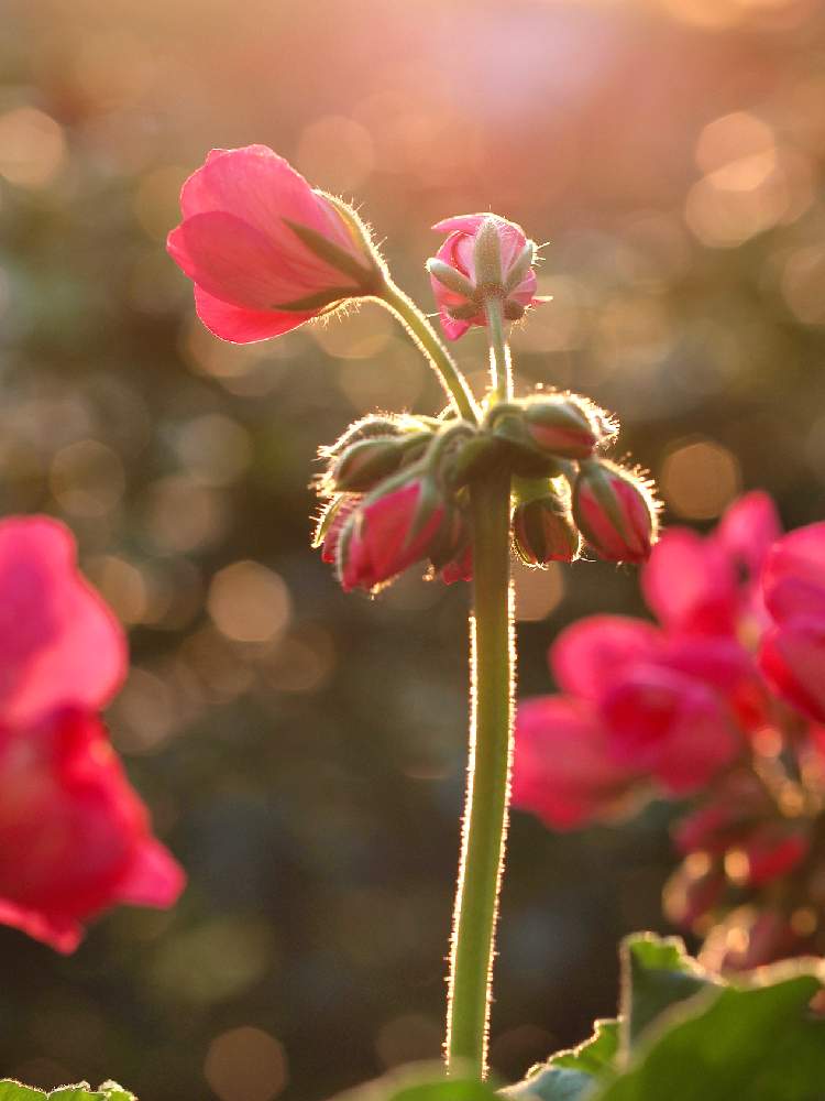 ゼラニウムの投稿画像 By なんしーさん 癒しと可愛い花とにわと朝日を浴びてと庭の植物と赤い花と朝日と可愛いと花 のある暮らしとアーティスティックフォトコンと花が好きと ゼラニウム 月3月10日 Greensnap グリーンスナップ