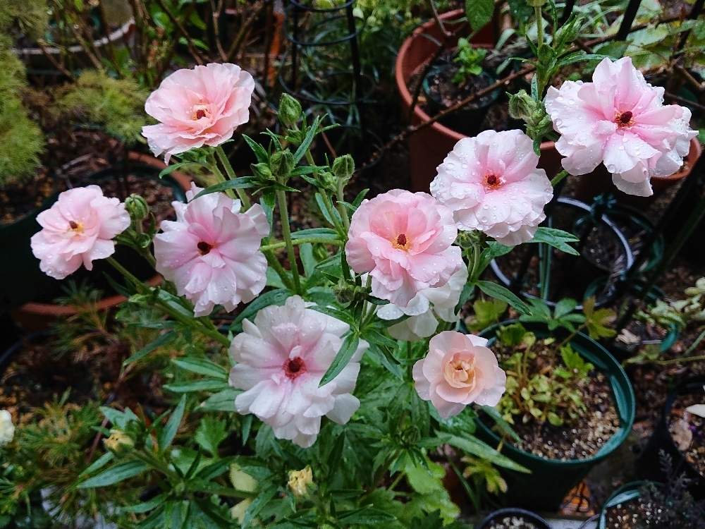 ラナンキュラス ラックス アリアドネの投稿画像 By Botanicallifeさん 小さな庭と球根植物と球根植物 月3月10日 Greensnap グリーンスナップ Greensnap グリーンスナップ