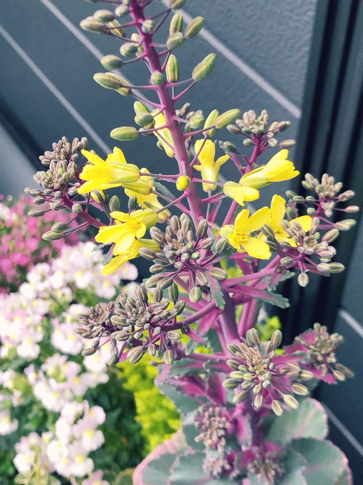 ネメシアの投稿画像 By キミさん 葉牡丹の花と小雨の降る朝とキラキラ と花が咲いたと寄せ植えと元気 と種を取るとまだまだ咲きますと黄色い花と小さい花と花のある暮らしと今朝の1枚とかわいい と素敵 月3月10日 Greensnap グリーンスナップ