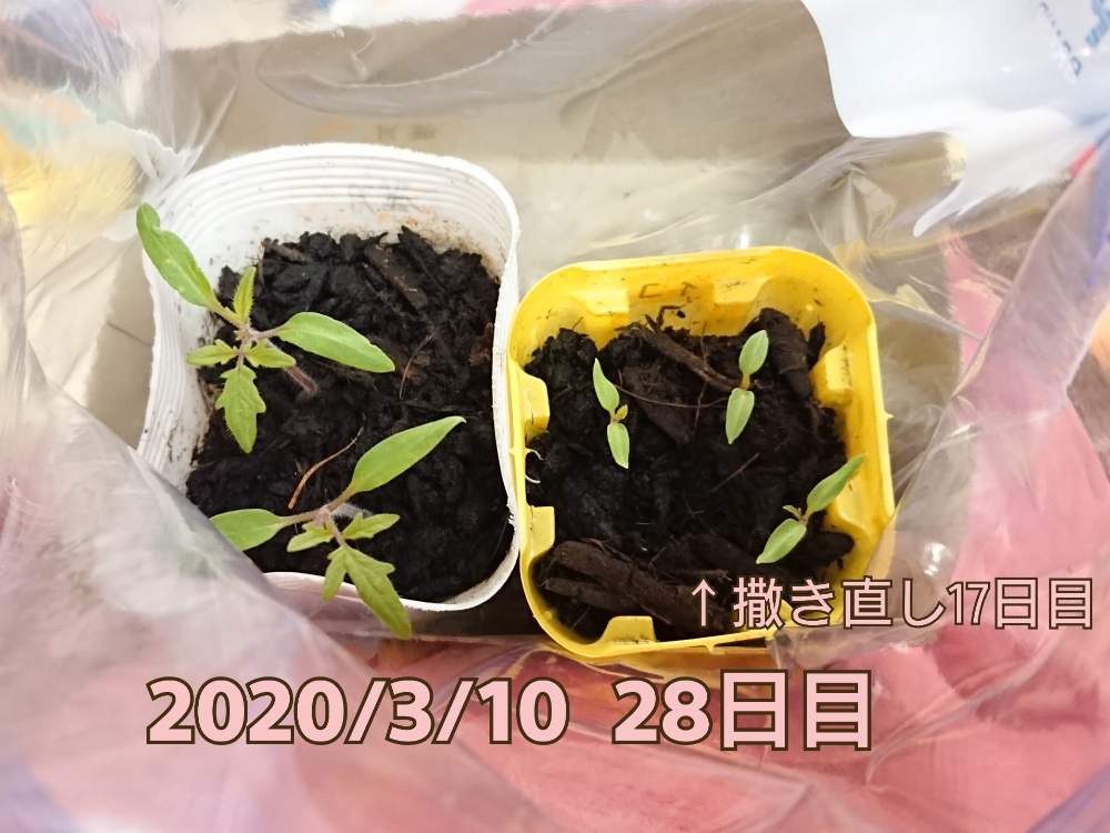 ミニトマト アイコ の投稿画像 By こじかさん 大玉トマト 麗月と備忘録とと育苗と家庭菜園と苗作りと種から育てたと家庭菜園３年目と家庭菜園奮闘日記と夏野菜 月3月10日 Greensnap グリーンスナップ