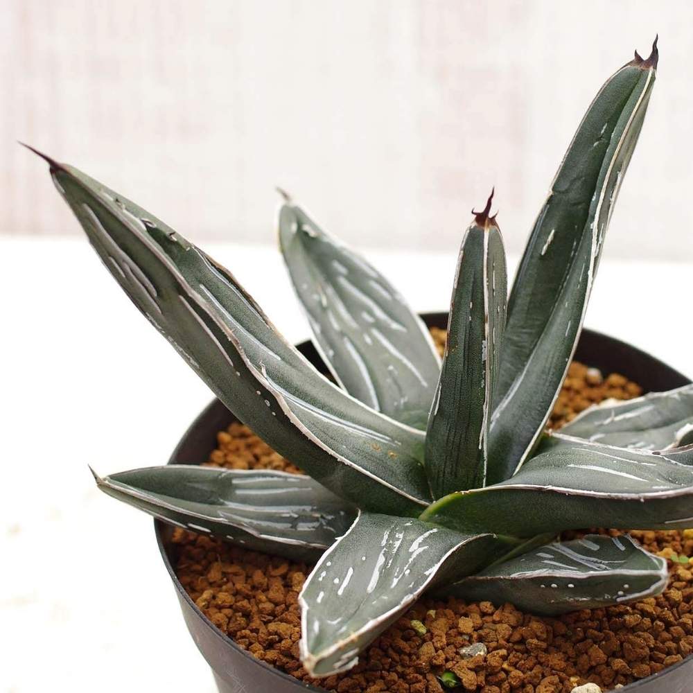 笹吹雪の投稿画像 By 多肉図鑑 Pukubookさん アガベ 笹の雪とニッケルシーとアガベ笹吹雪と多肉女子と多肉植物図鑑 とpukubookと高級多肉と多肉多肉多肉と多肉図鑑とアガベ属と俺の多肉植物 月3月10日 Greensnap グリーンスナップ