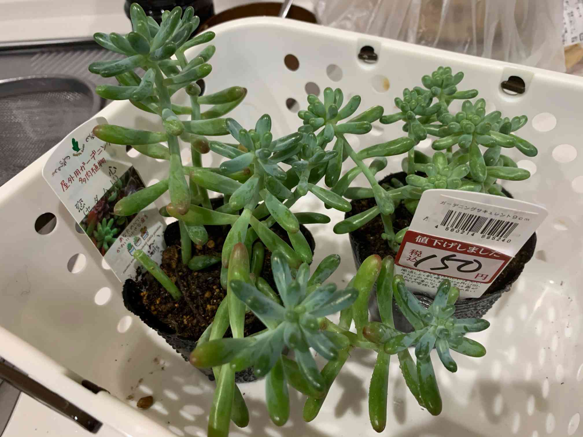 多肉植物 乙女心15カット カット苗♡ 多肉植物 乙女心15カット カット