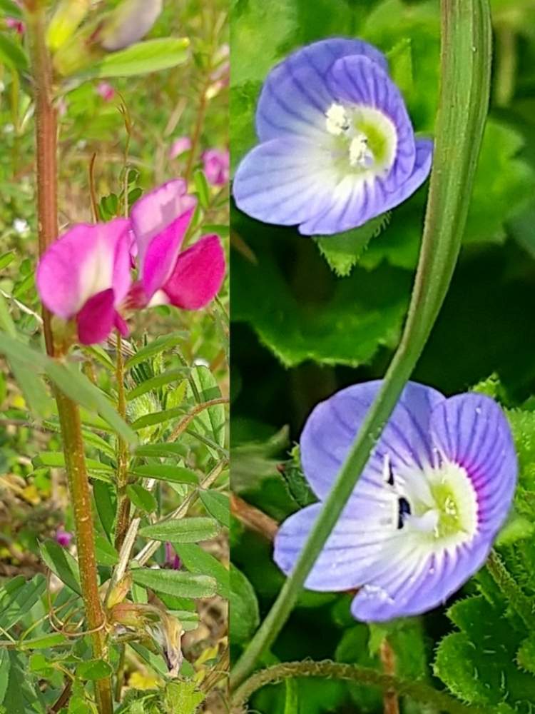 オオイヌノフグリの投稿画像 By Flower Skyさん カラスノエンドウと季節を楽しむとピンクの花と雑草と呼ばないでと青い花と春の花 と花のある暮らし 月3月10日 Greensnap グリーンスナップ