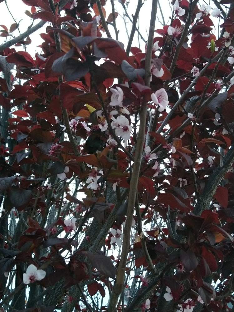 お出かけ先の投稿画像 By ユキリンさん 黒い葉っぱの桜と黒い葉っぱの桜 月3月10日 Greensnap グリーンスナップ Greensnap グリーンスナップ