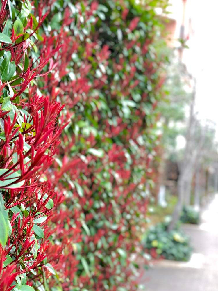 コブシの投稿画像 By さぼさぼさん ベニカナメモチと自然美と垣根と美しい とあっ火曜日 月3月10日 Greensnap グリーンスナップ