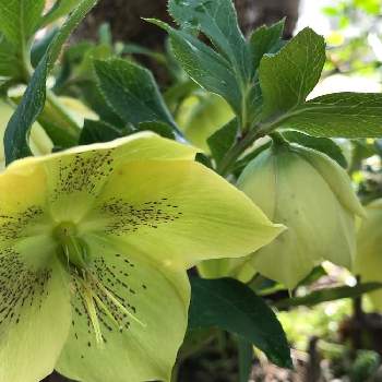 控えめに可愛いお花の投稿画像一覧 Greensnap グリーンスナップ