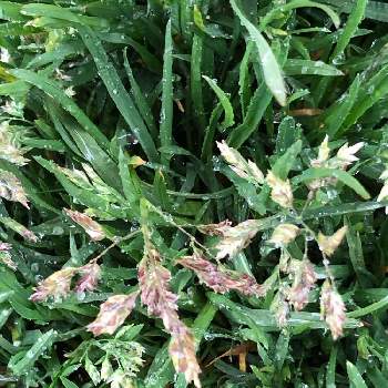 イネ目の投稿画像一覧 Greensnap グリーンスナップ