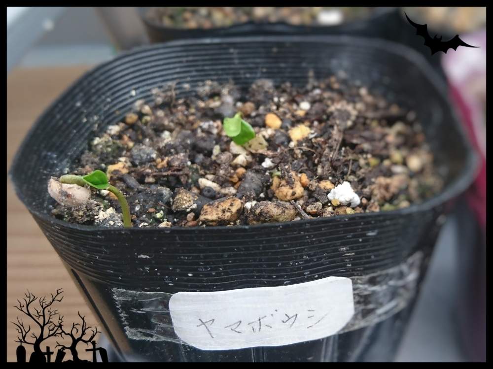 発芽の投稿画像 By Taya S Lab さん 成長記録と種から育てると食べたら植えると 処分 と ﾔﾏﾎﾞｳｼ 月3月10日 Greensnap グリーンスナップ