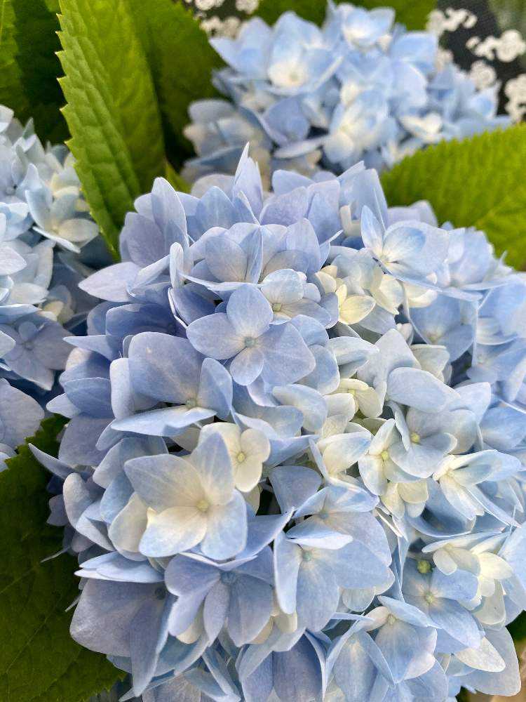 (ᵔᴥᵔ)かわいいお庭♡紫陽花　八重咲き♡挿し穂♡アンティーク好きなカラー♡ ᵔᴥᵔ)かわいいお庭♡紫陽花 八重咲き♡挿し穂♡アンティーク