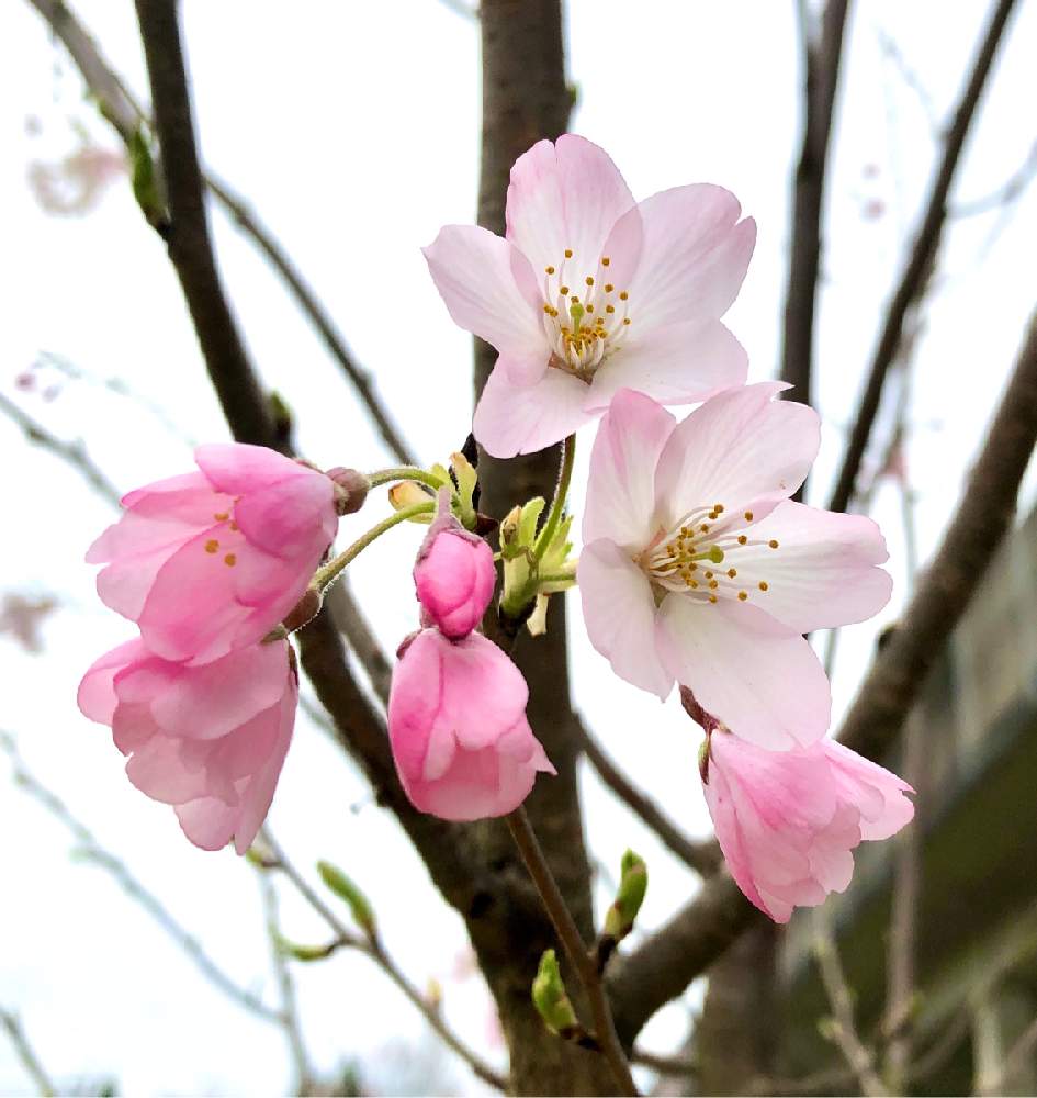 サクラの投稿画像 By ちょこ さん 公園と春のお花と花が咲く木 月3月10日 Greensnap グリーンスナップ サクラの投稿画像 By ちょこ さん 公園と春のお花と花が咲く木 月3月10日 Greensnap グリーンスナップ