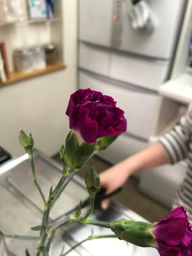 りきとさんの投稿画像 月3月10日 Greensnap グリーンスナップ