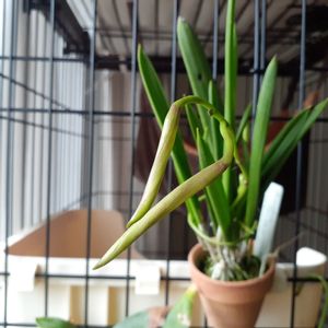 ブラサボラ・ノドサ,B.nodosa ‘Mas Major’ AM/AOS,つぼみ,蘭が好き,ブラサボラの画像