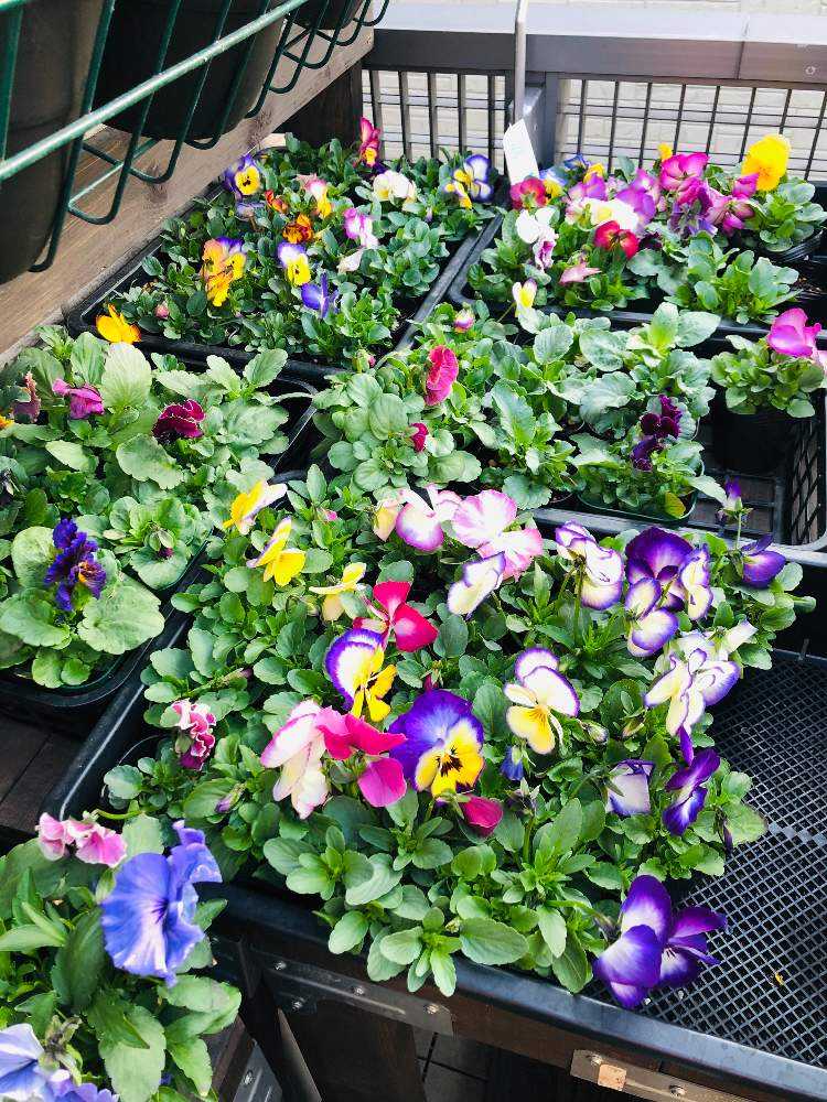 奥さんのパンジー苗 工場 19 Greensnap グリーンスナップ
