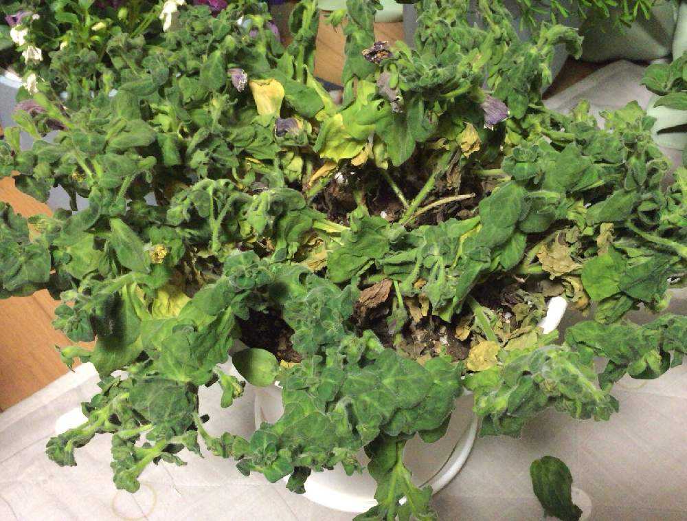 ペチュニア花衣の切り戻し Greensnap グリーンスナップ