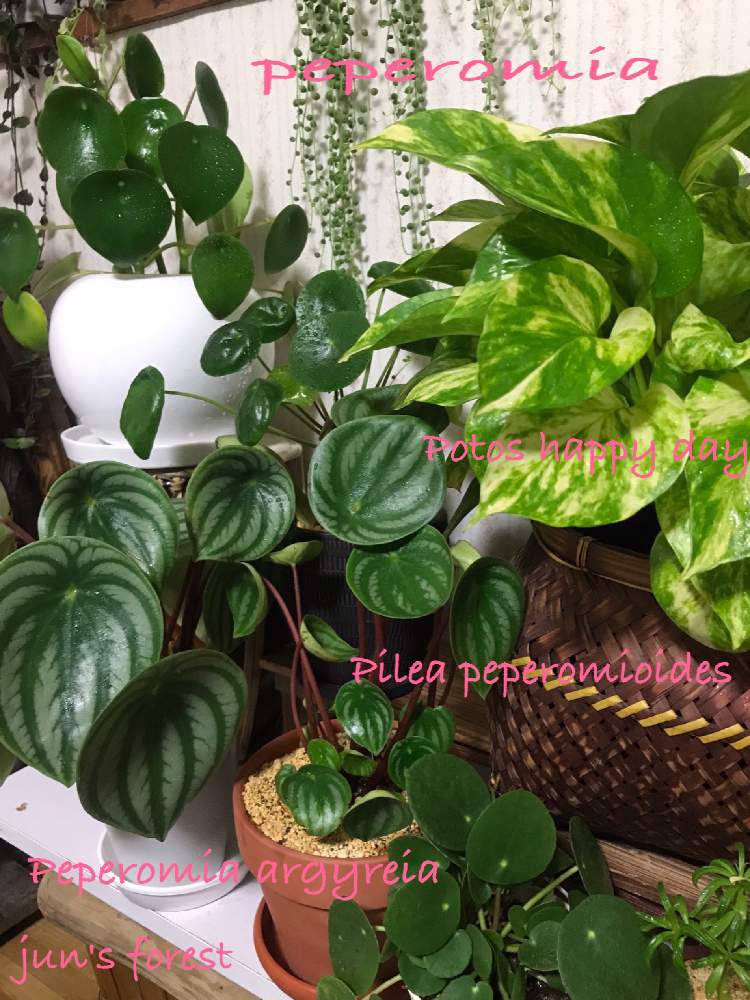 ポトスハッピーデーの投稿画像 By Junさん ペペロミア ジェイドとペペロミア アルギレイア スイカペペ と多肉 植物と観葉植物とgs映えと私の森と今日の一枚と多肉女子と多肉好きとピレアペペロミオイデス好きと可愛いと3 11とワサワサと癒しとグンマー 月3月11日