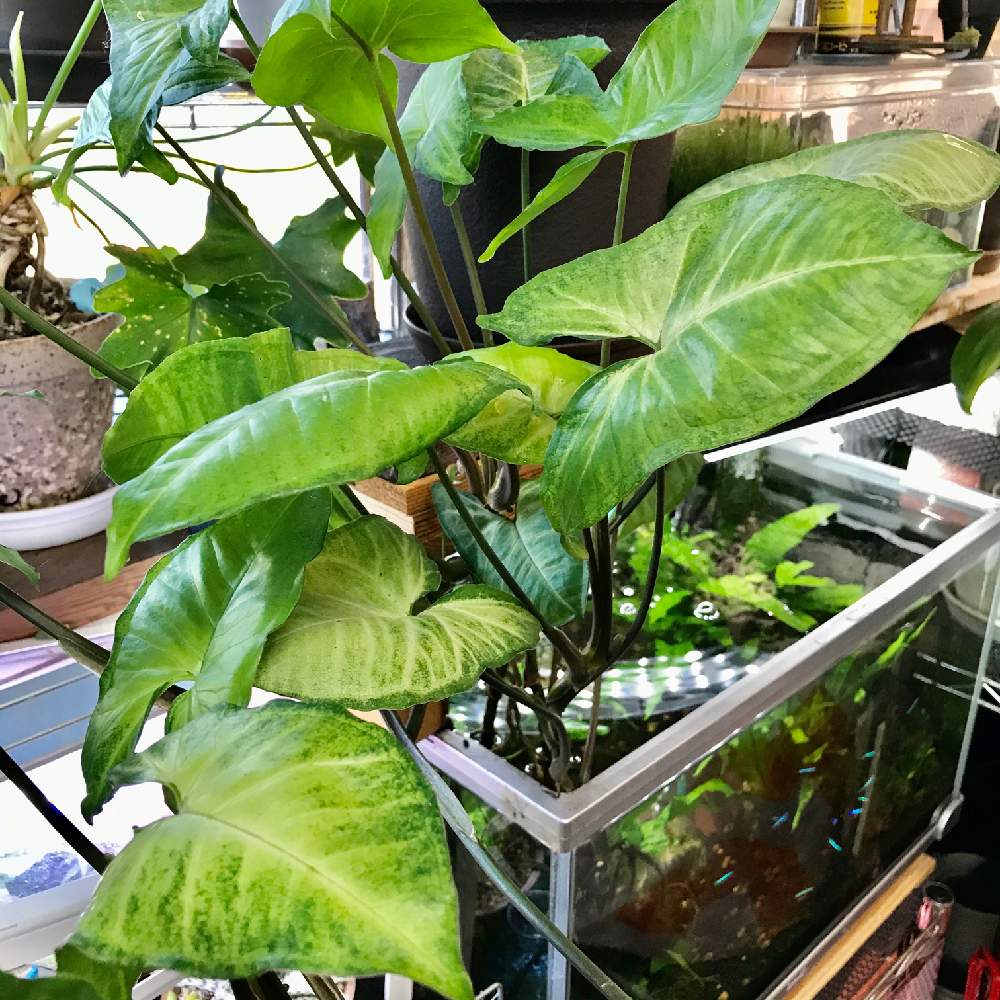 インドアグリーンの投稿画像 By きみさんさん 観葉植物とグリーンインテリアと シンゴニウムとボタニカル ライフと水耕栽培と山梨県 月3月11日 Greensnap グリーンスナップ