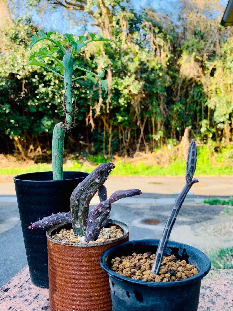 七宝樹の投稿画像 By ねこたんぽさん 鉄錫杖とセネキオ ペンデュルス初鷹と多肉植物と棒の日とみどりのまとめとビザールプランツとセネキオ属 月3月11日 Greensnap グリーンスナップ