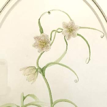 貝母の投稿画像一覧 Greensnap グリーンスナップ 貝母の投稿画像一覧 Greensnap グリーンスナップ