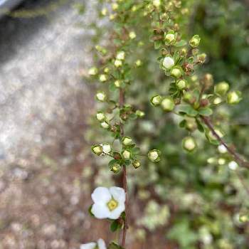 白いユキヤナギの画像 by 花ちゃんさん | 小さな庭と白いユキヤナギと花のある暮らしとつぼみがたくさん