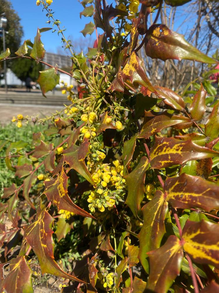 ちわーわさんの投稿画像 月3月11日 Greensnap グリーンスナップ