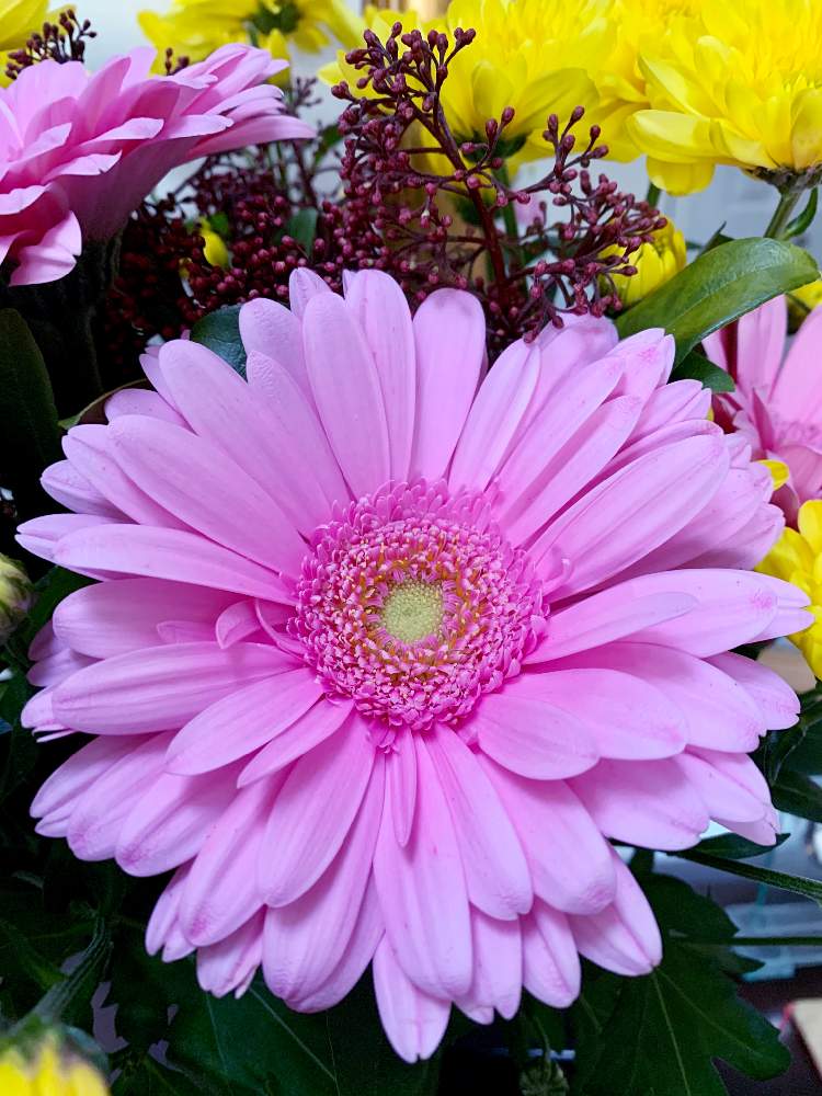 ガーベラの投稿画像 By のりりんさん ピンクの花と可愛いお花とピンク ピンクとピンク大好きと花のある暮らしとポジティブに行こう 月3月11日 Greensnap グリーンスナップ