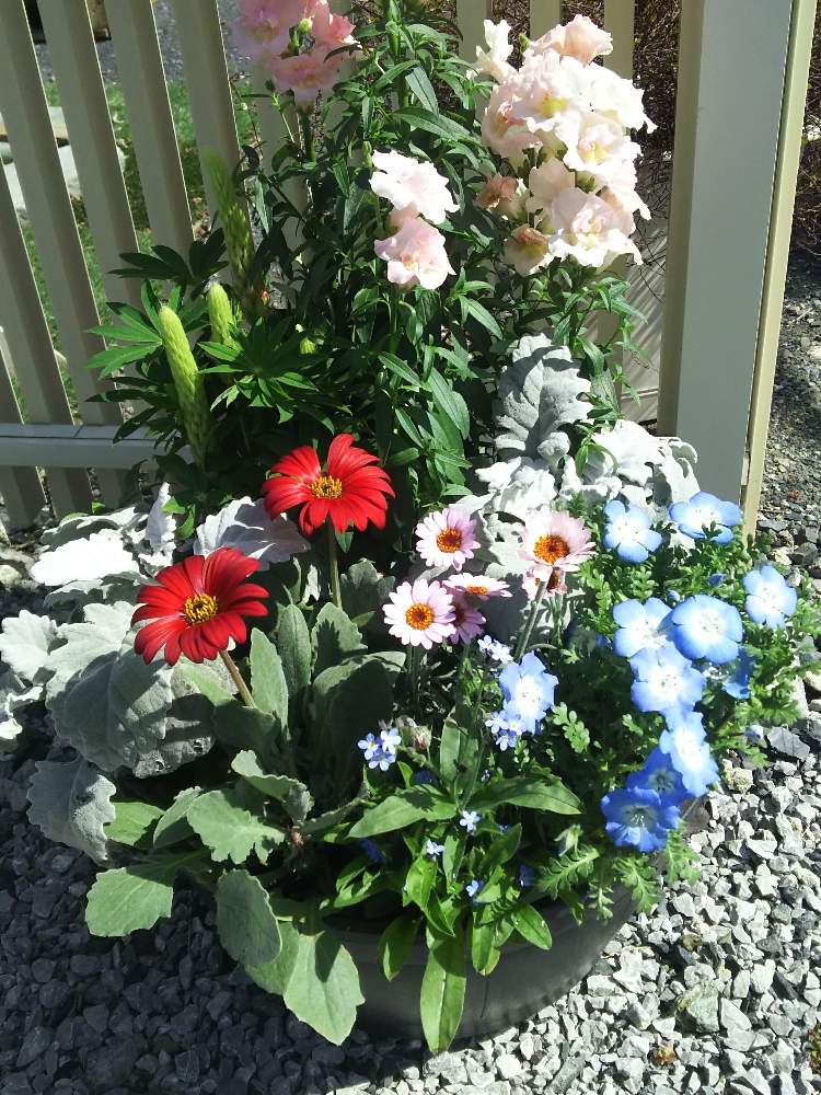 ネモフィラの投稿画像 By しーちゃんさん ルピナスときんぎょそうとワスレナグサ わすれな草 と寄せ植え とやさしい色と多肉女子と淡い色たちときれ い と目の保養と花のある暮らしとかわいい 月3月11日 Greensnap グリーンスナップ