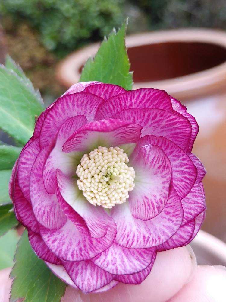クリスマスローズ未開花株~どんなお花が咲くかしら クリスマスローズ未開花株~どんなお花が咲くかしら