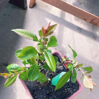 辛い時こそ笑顔の投稿画像一覧 Greensnap グリーンスナップ