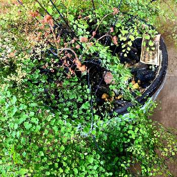 湿気好き植物の投稿画像一覧 Greensnap グリーンスナップ