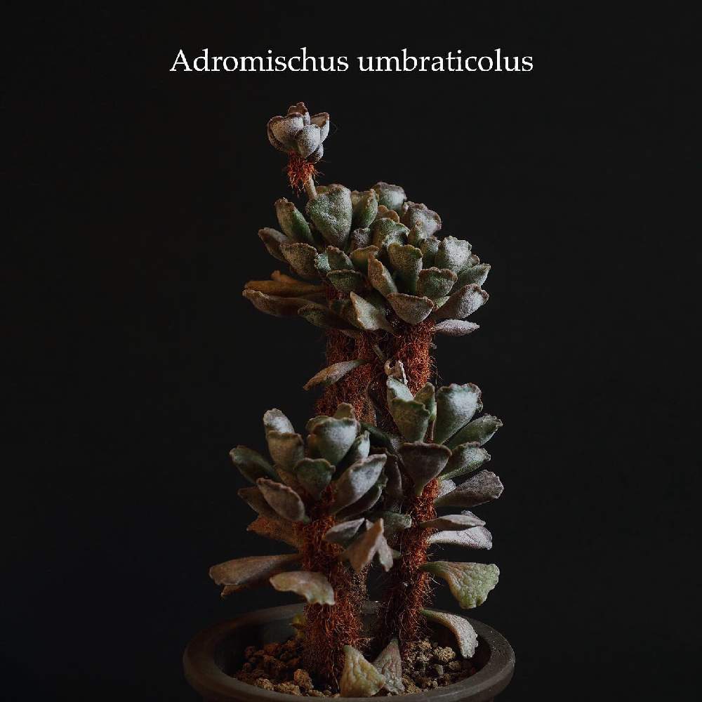 楊貴妃の扇の投稿画像 By Tenさん 多肉植物と植物のある暮らしと多肉植物のある暮らしとten Sアドロと成長記録とアートなten写と珍奇植物とアーティスティックフォトコンとビザールプランツとアドロミスクス普及委員会とアドロミスクス 月3月11日 Greensnap