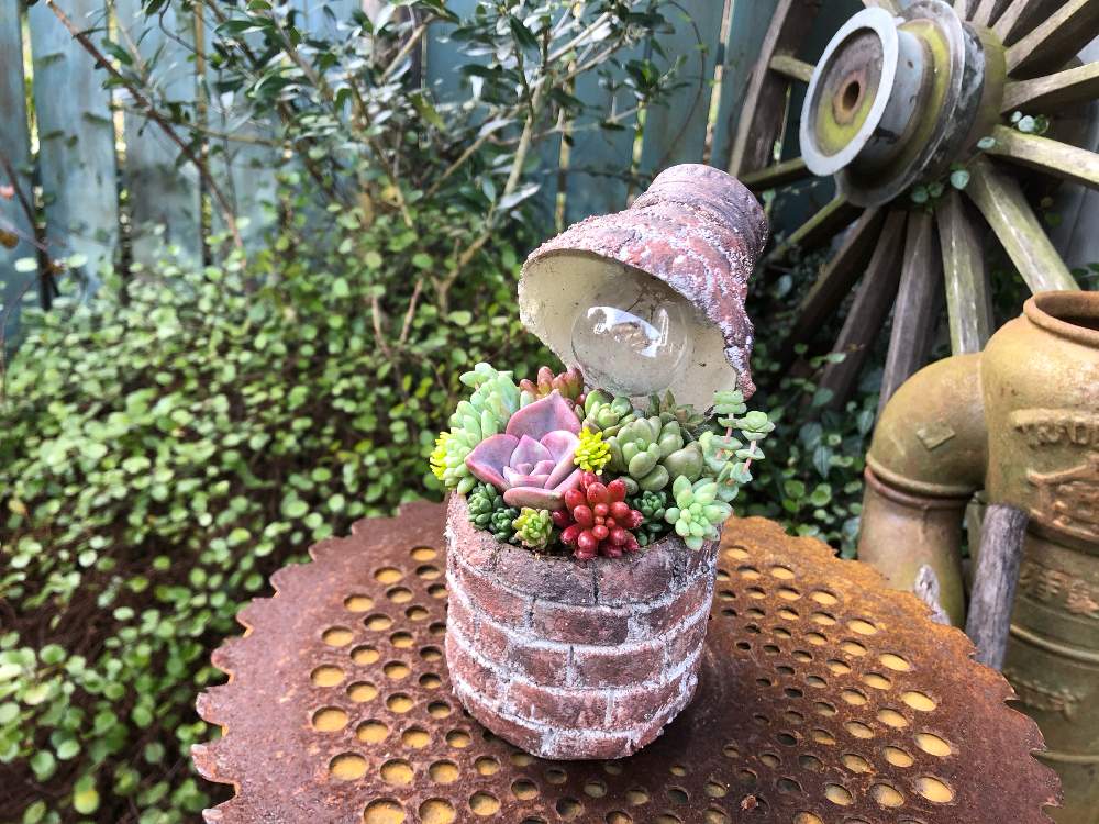 小さな庭の投稿画像 by kiyomiさん｜モルタル鉢と多肉植物のすてきアレンジとセダム寄植えとリメイク缶と多肉寄せ植えとモルタル鉢と多肉植物