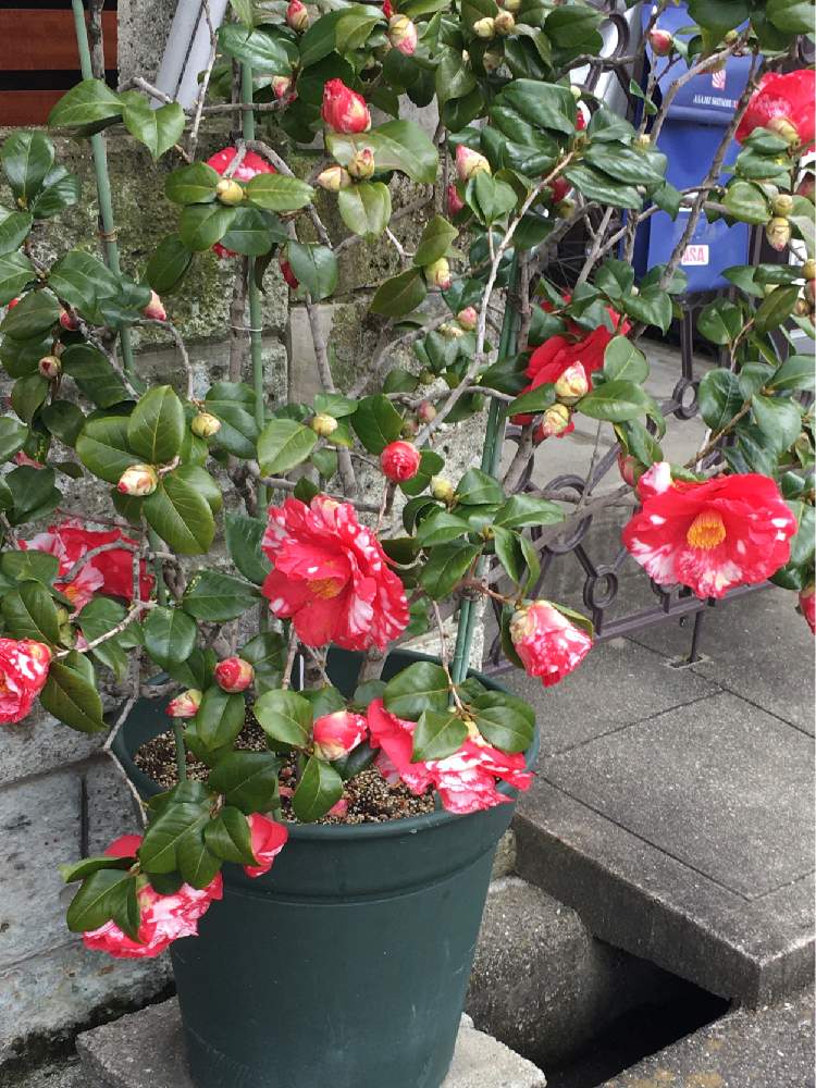 いわねしぼり 岩根絞 の投稿画像 By Manabeさん ツバキ科ツバキ属と椿岩根絞りとツバキとお出かけ先とツバキ科ツバキ属と椿岩根絞り 月3月12日 Greensnap グリーンスナップ Greensnap グリーンスナップ