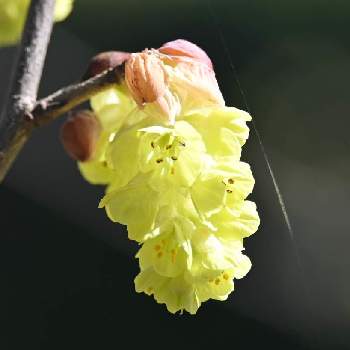 トサミズキ属の画像 by てもさん | シナミズキと小石川植物園とトサミズキ属とマンサク科と黄色と黄色い花